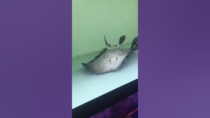 Hand-feeding a freshwater stingray! Typically, these fish don’t lay upside-down like this. #viral