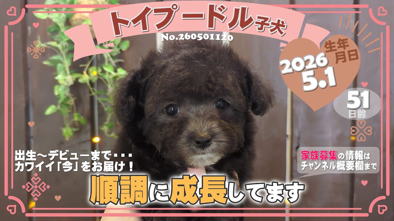 トイプードル子犬｜2026.5.1生（51日齢）｜グレー｜女の子｜滋賀県