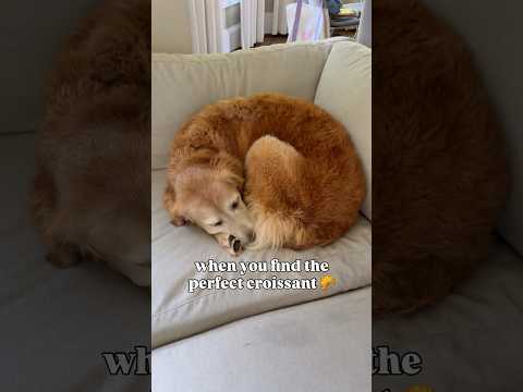 When my senior dog becomes the perfect croissant 🥐💕 #goldenretriever #seniordog #doglove