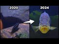 1780 days of raising a demon fish