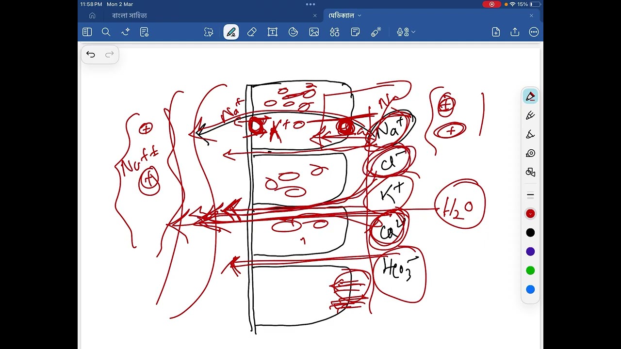 Counter current mechanism.Renal physiology 