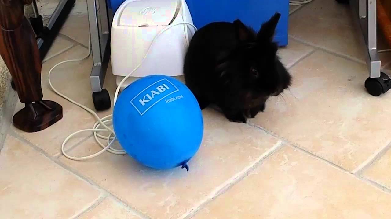 Notre Lapin Joue Avec Un Ballon De Baudruche YouTube notre-lapin-joue-avec-un-ballon-de-baudruche-youtube