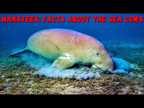 تصویری: Manatee یک گاو دریایی خوش اخلاق است