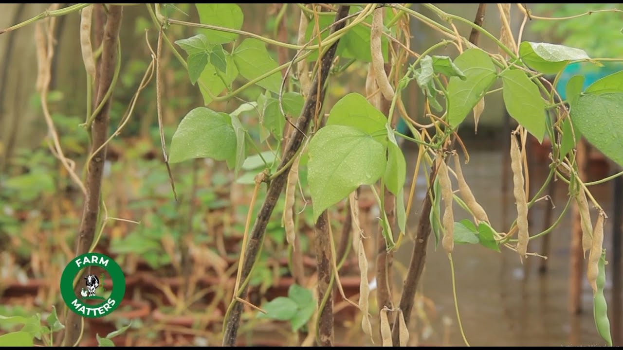 Узнайте, как выращивать бархатную фасоль и как она полезна для здоровья