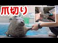 はじめての爪切り　アザラシ赤ちゃん成長記録39　生後141日目 　Spotted Seal Growth Record (Day 141)