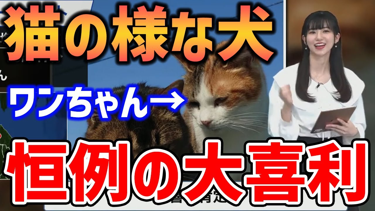 大島璃音 猫の様な犬とコメント大喜利 Youtube