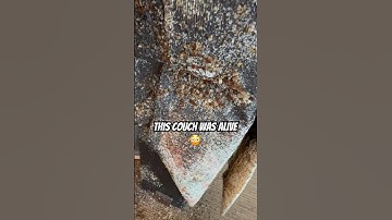 Burn It. Just Burn It. 🔥 (Worst Bedbug Couch Ever) 😬