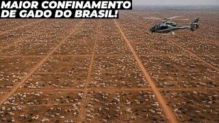 CONHEÇA O MAIOR CONFINAMENTO DE GADO DO BRASIL