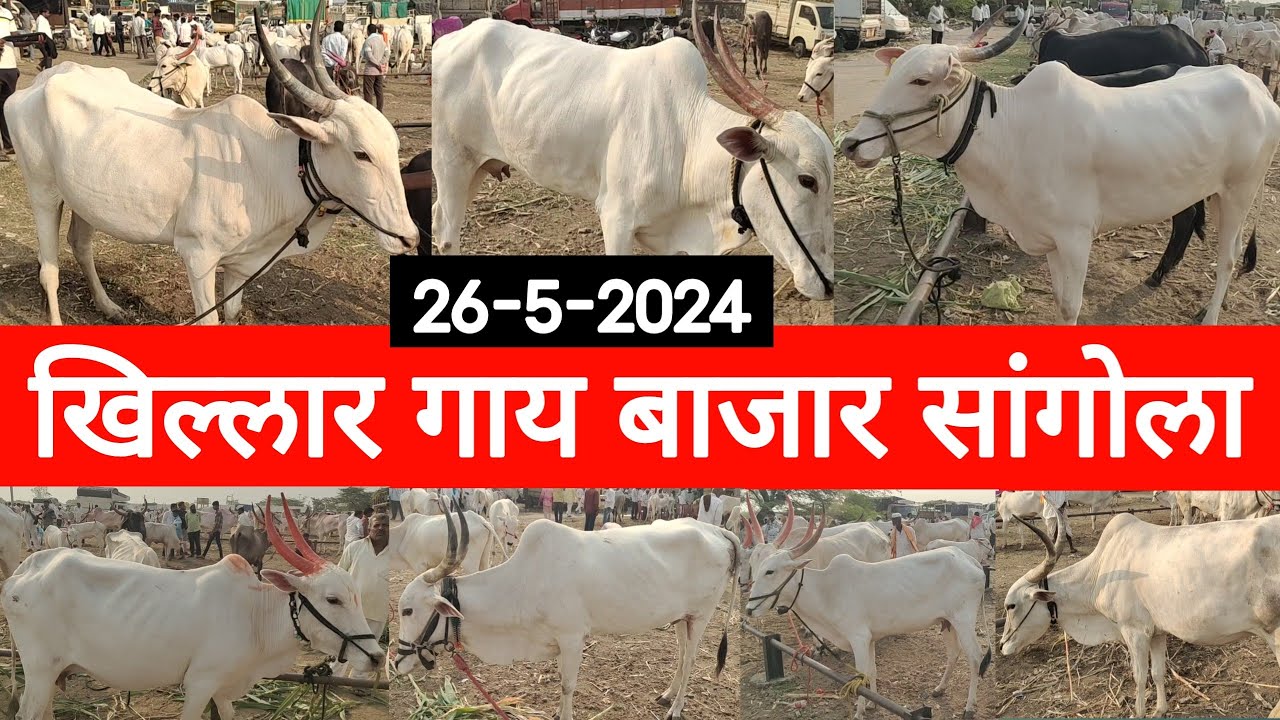 सांगोला खिल्लार गाय बाजार / Sangola Khillar Cow Market / चालू बाजारभाव 2024