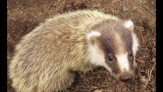 いきなり赤ちゃんアナグマ(野生になつかれた