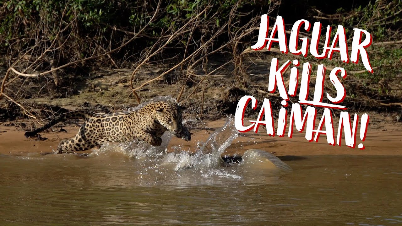 Jaguar hunts down a Caiman! YouTube