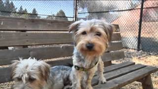 Fremont Police Try to Find Dogs' Owners