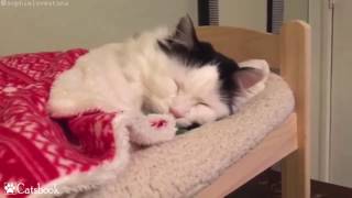 I'm going to bed. Come tuck me in. | Best Funny Cat Videos by Catsbook