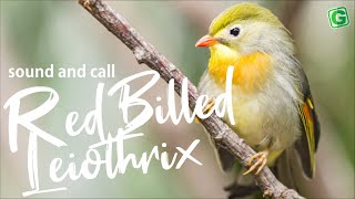 Red-billed leiothrix singing | Pekin Robin Bird Song Leiothrix lutea