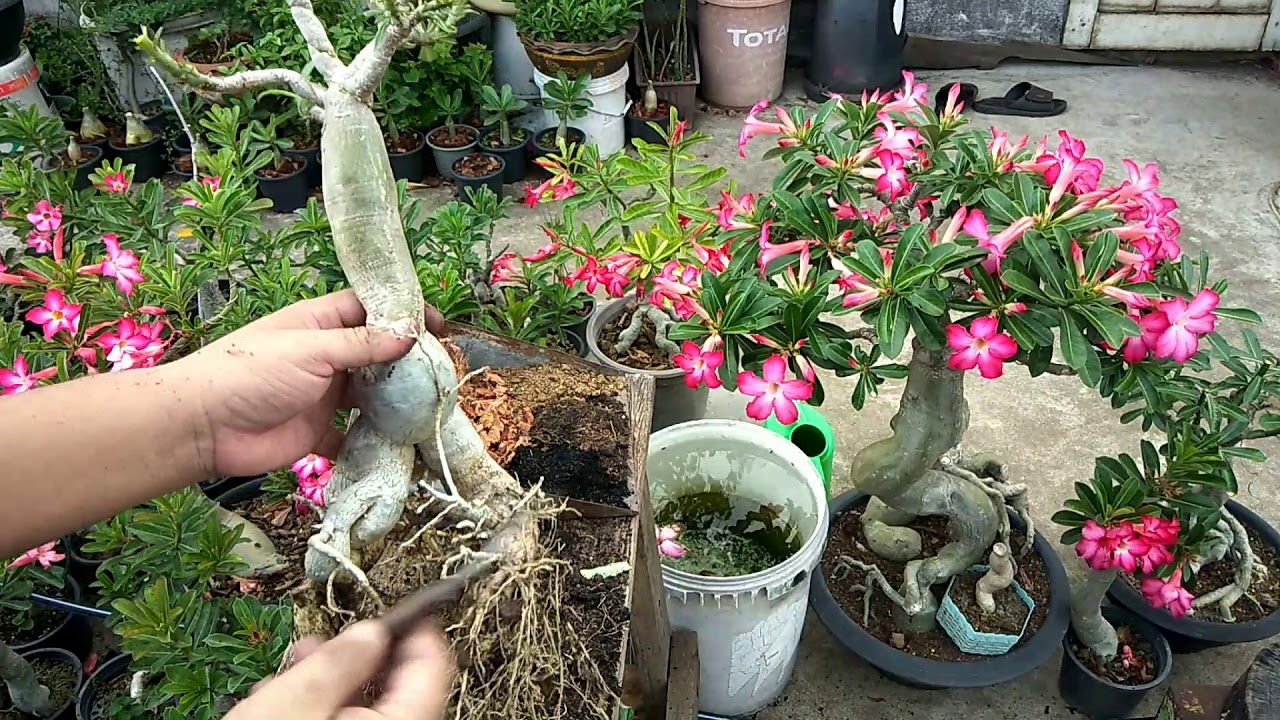 เปลี่ยนดินชวนชม,แต่งกิ่ง,แต่งราก