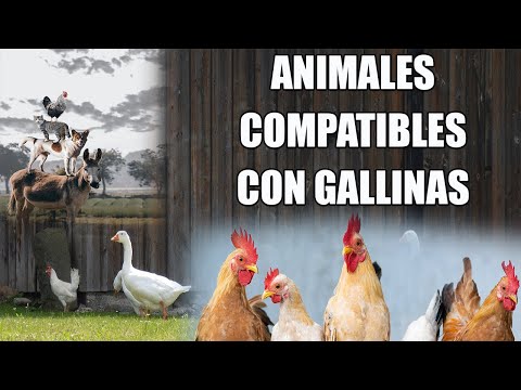 Video: ¿Qué animal es más desagradable, el cerdo o la gallina?