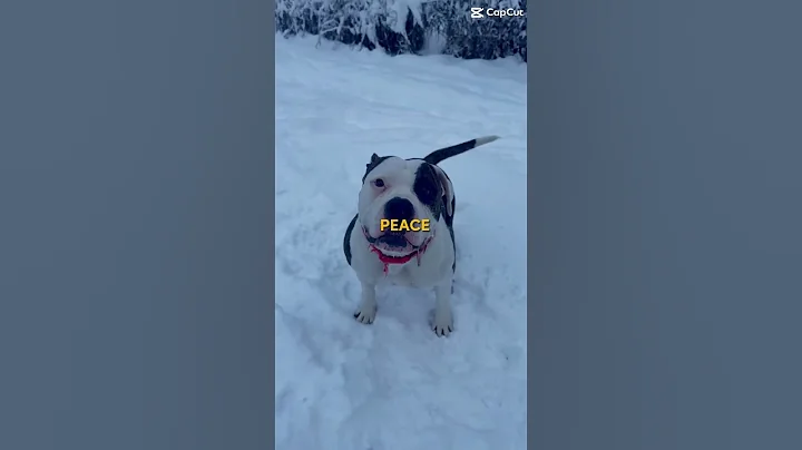 Living on a peaceful acreage with your American bulldogs. #americanbulldog #bulldog #dog #shorts