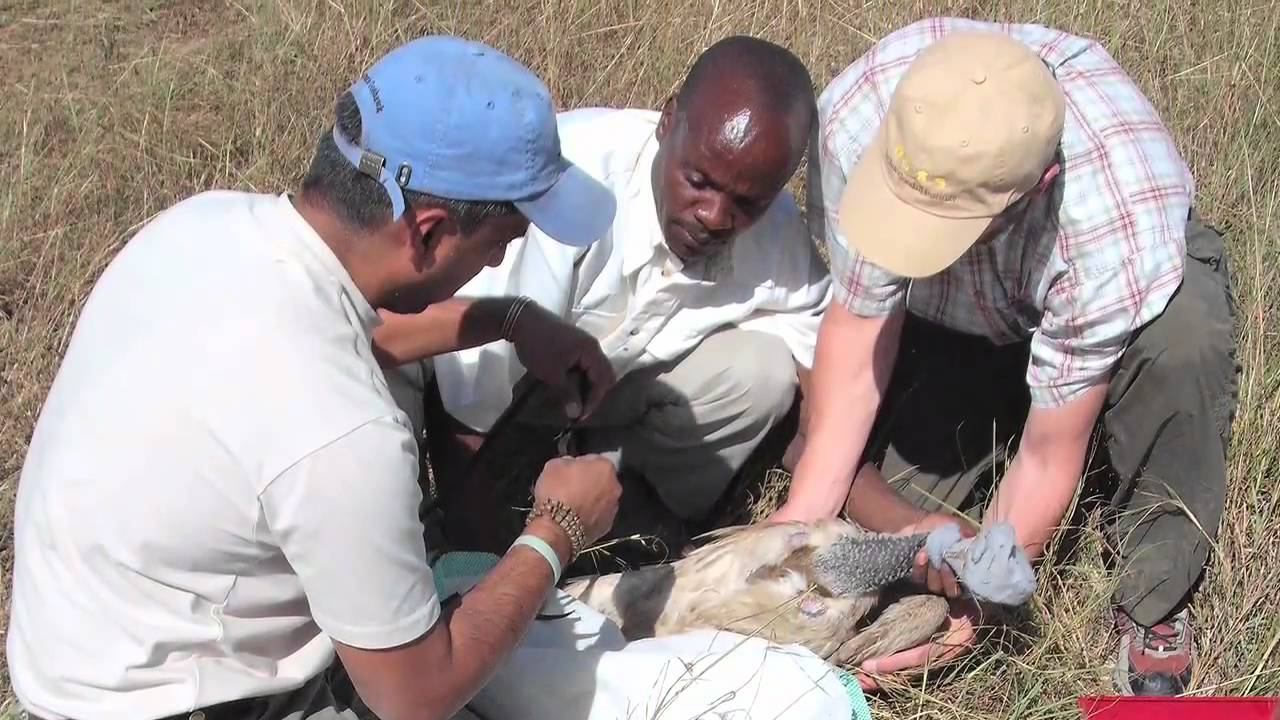 Paul Kirui The Masai Mara YouTube