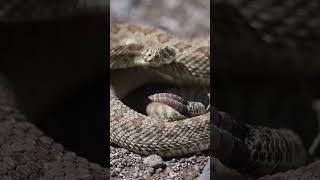 Up Close And Personal With The Prairie Rattlesnake (Crotalus viridis)