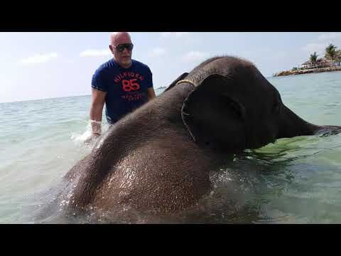 Playing in Koh Chang with a young Elefant JUST AMAZING