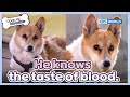 He knows the taste of blood🙀 [Dogs Are Incredible : EP.211-2] | KBS WORLD TV 240319