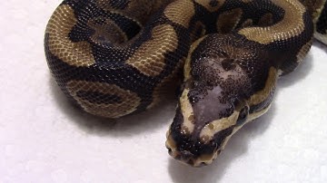 MY SCALELESS HEAD BALL PYTHON PROJECT 2020 !!!