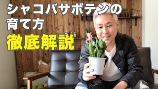 シャコバサボテンの育て方 植え替え 葉摘み 株分けの説明 Youtube