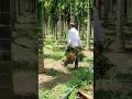 ಅಡ ಕ ARECANUT HARVESTING Betel Nut Areca Nut Farming Short Agriculture Haverianfarmer