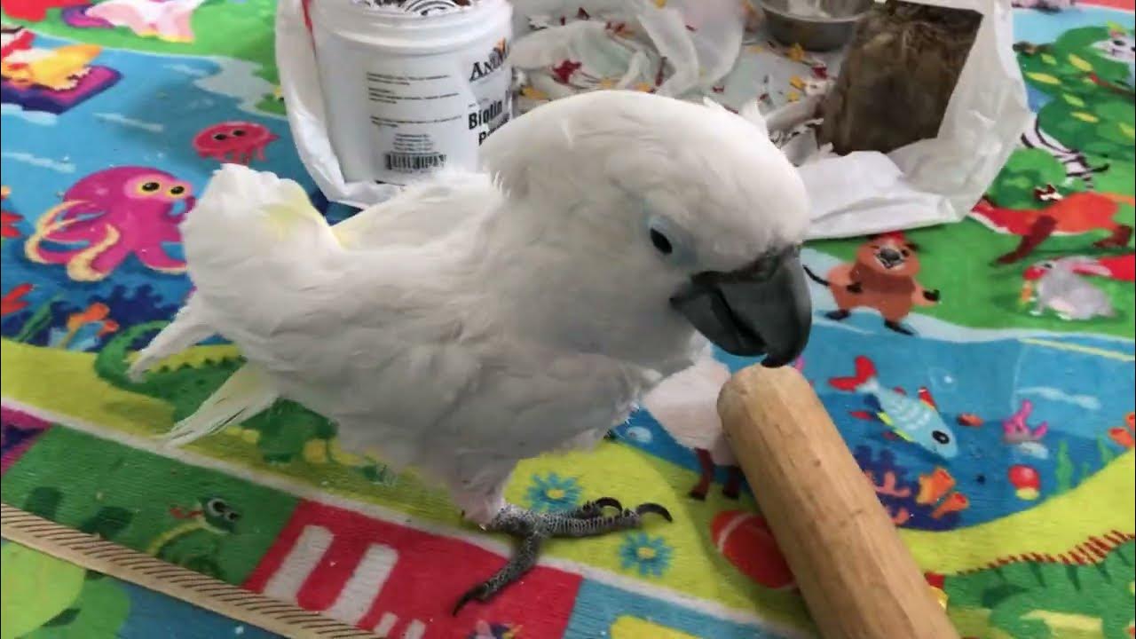 Mellow bird "wakes up" when Mom mentions nap time. 😂 YouTube