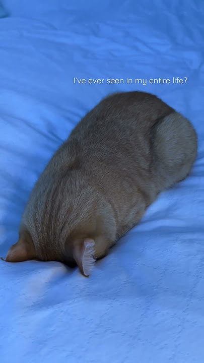 The perfect cat loaf