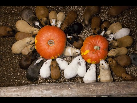 Guinea pig herd having breakfast and dinner