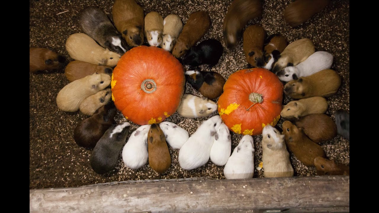 Guinea pig herd having breakfast and dinner