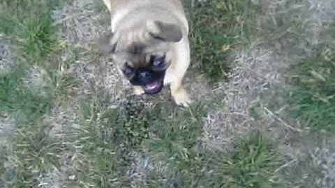 Sandy the fastest pug in the world