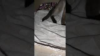 siyam kedisi nasıl doğum yapar