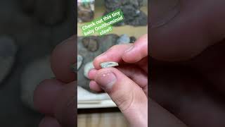 Perfect Fossilized Baby Bird Mimic Dinosaur Claw!!
