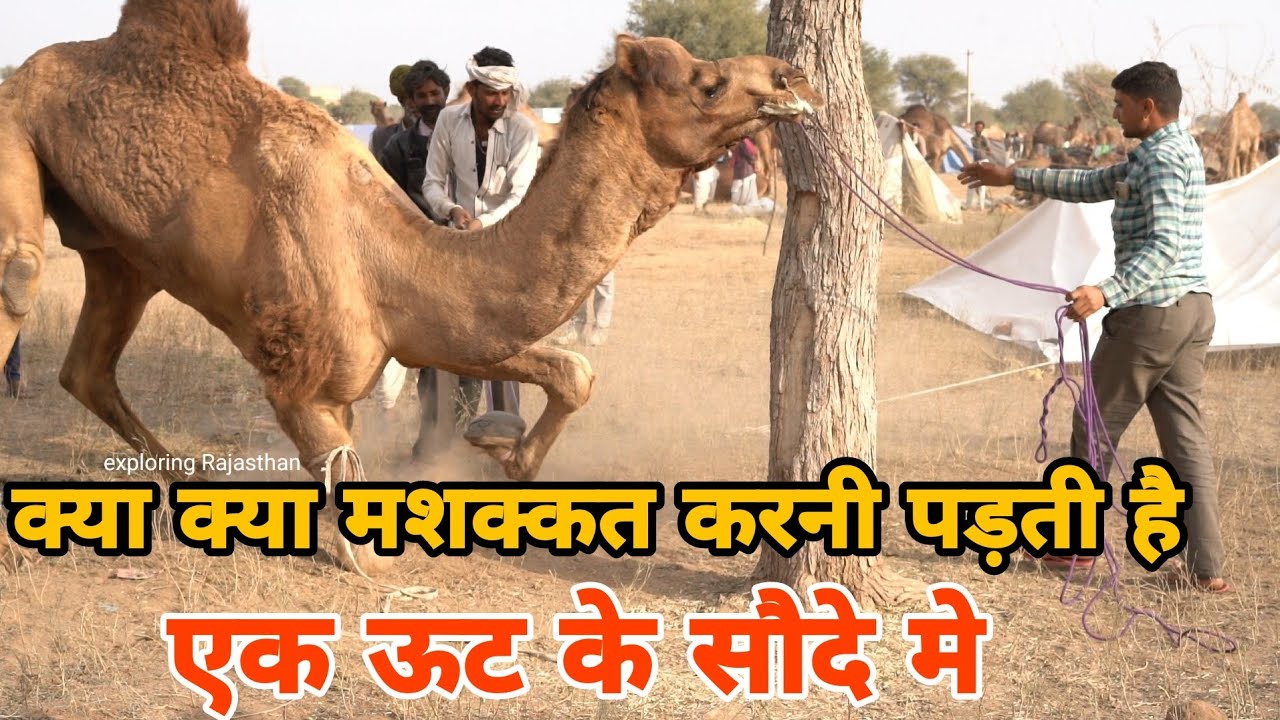 अचानक क्यों खुलवा दिया ऊट को गाड़ी से ऊट के नये मालिक ने 🤔🤔 देखिए फिर क्या हुआ