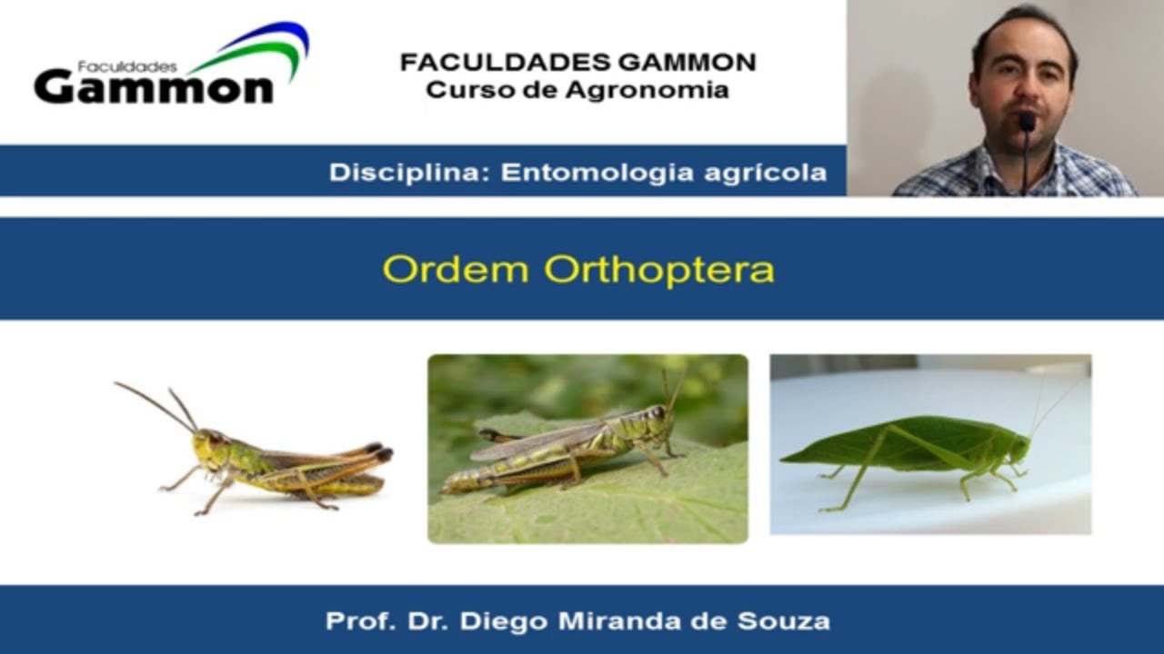 Ordens de Insetos de Importância Agrícola _ Orthoptera