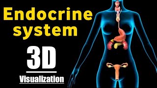 Endocrine system 3d animation anatomy and physiology | 3D Animation of Endocrine glands