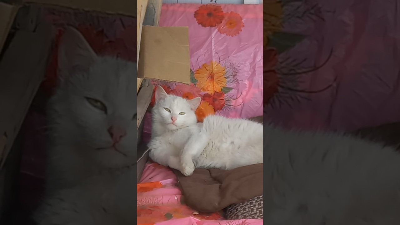 Заходи к нам в tg: Bonik.sam 