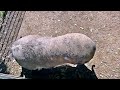 Pummelchen