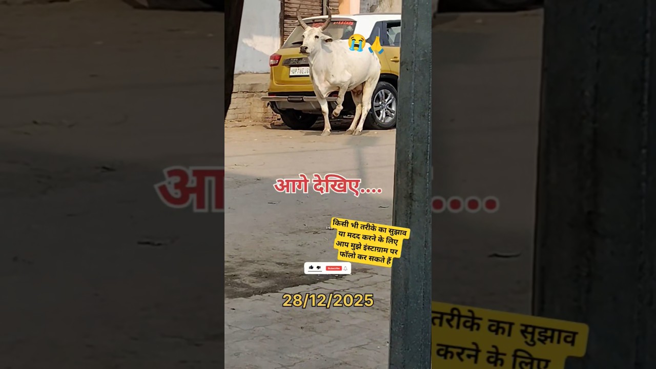 Please Help The Animals 🙏😭 || Shivam Naagar 