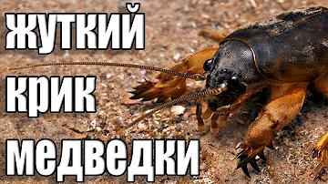 СТРАШНЫЕ КРИКИ МЕДВЕДКИ ПО НОЧАМ!!!УЖАС!ПОСЛУШАЙТЕ ЭТО!