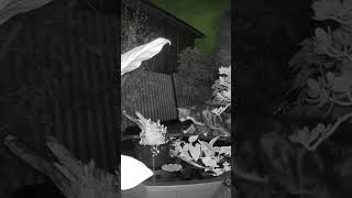 Backyard cat checking out my new pond