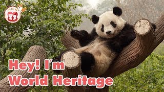 Cutest &amp; Funniest Panda You Will Die Laughing! Hilarious! Funniest Animals Videos 2018