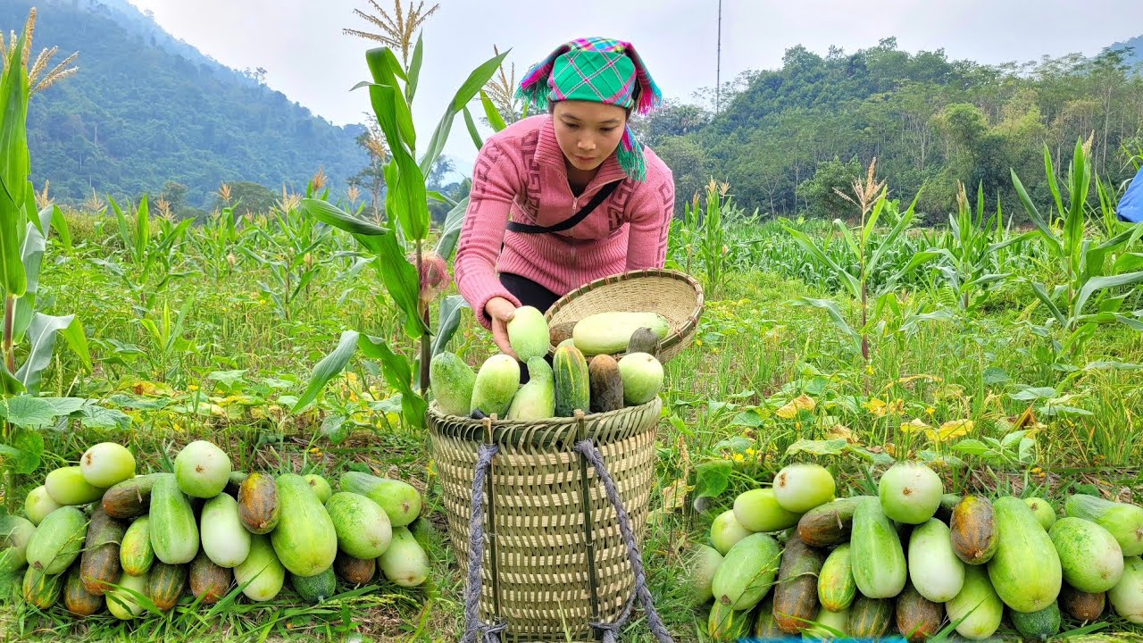 Harvest cucumbers to sell at market and clean up around the farm - YouTube