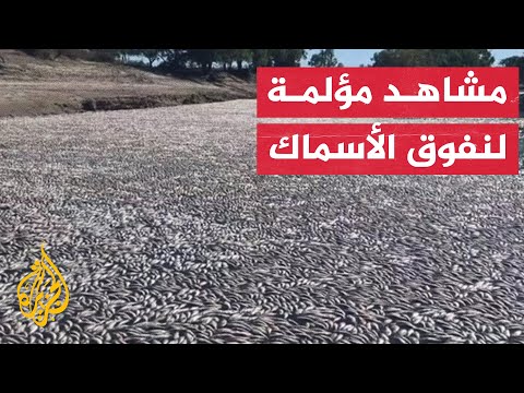 شاهد| مئات آلاف الأسماك الميتة تطفو على سطح نهر في أستراليا