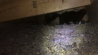 Charley the Skunk visits the Hatchery again