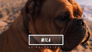 'MILA'  | Continental Bulldog Portrait