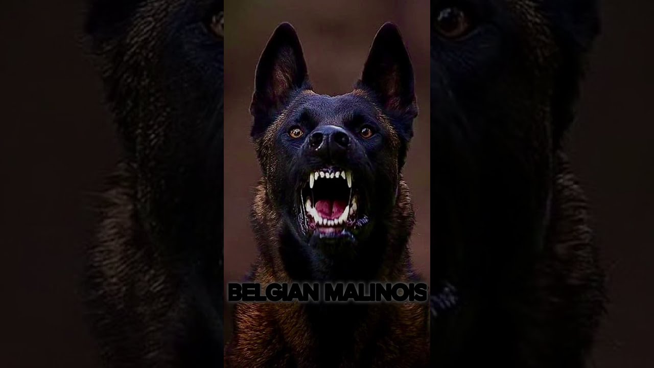 TOP 5 BEST POLICE DOGS 