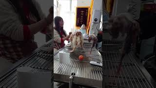 If the dog does not give birth within two hours after the amniotic fluid breaks or the interval betw by Pet Midwifery 445 views 1 month ago 1 minute, 35 seconds